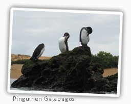 pinguin-galapagos-insel