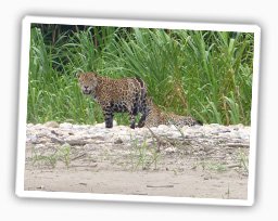 Jaguar im Tambopata Naturreservat