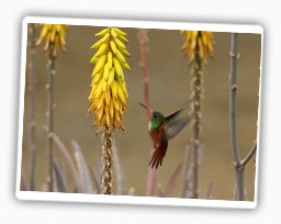kolibri-peru
