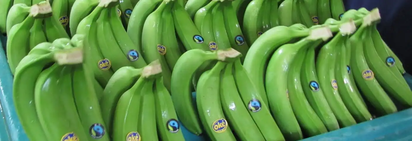 grüne Bananen Ecuador