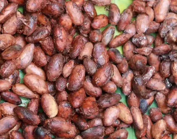 Kakaobohnen in ecuador