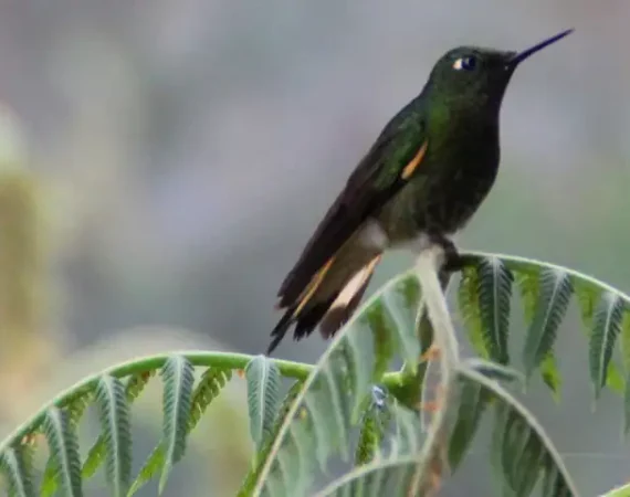 einer der Kolibris in Ecuador