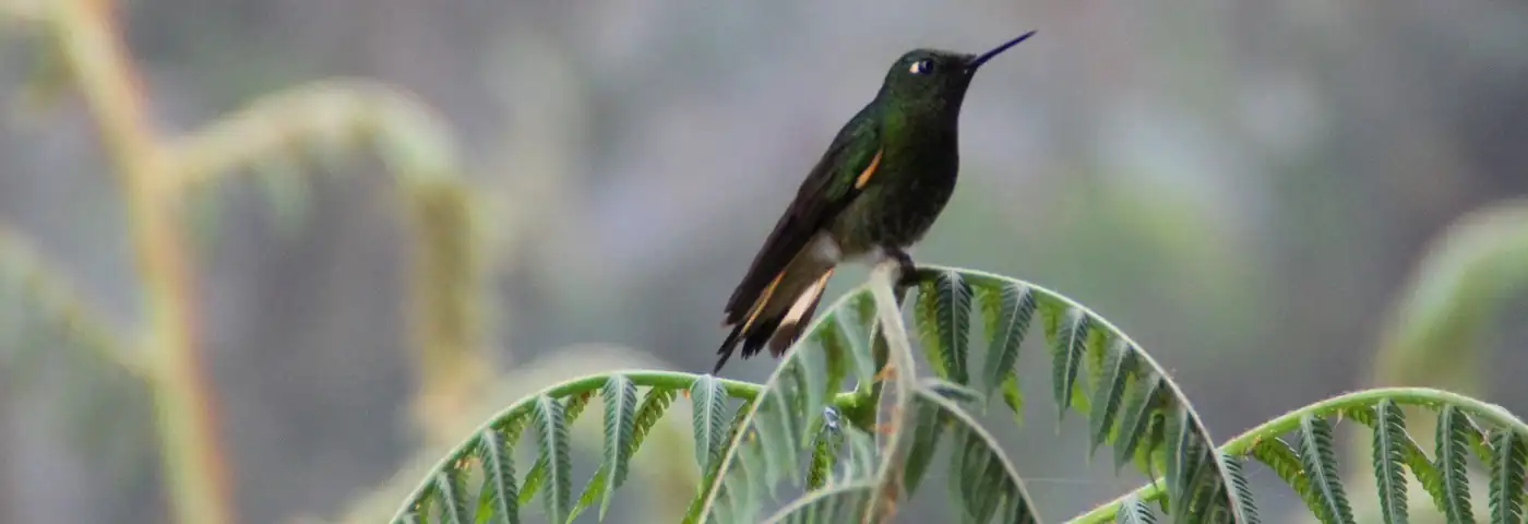 einer der Kolibris in Ecuador
