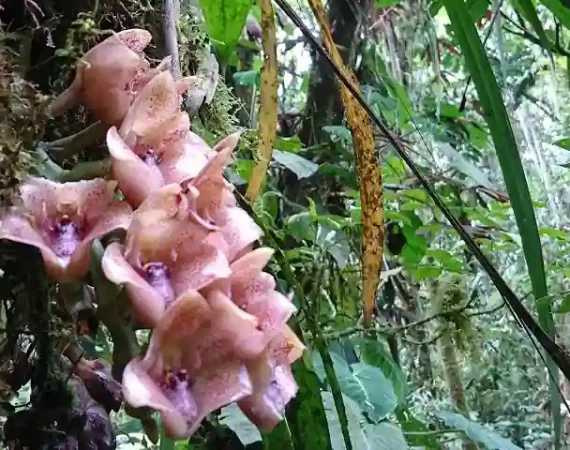 Orchideen im ecuadorianischen Regenwald