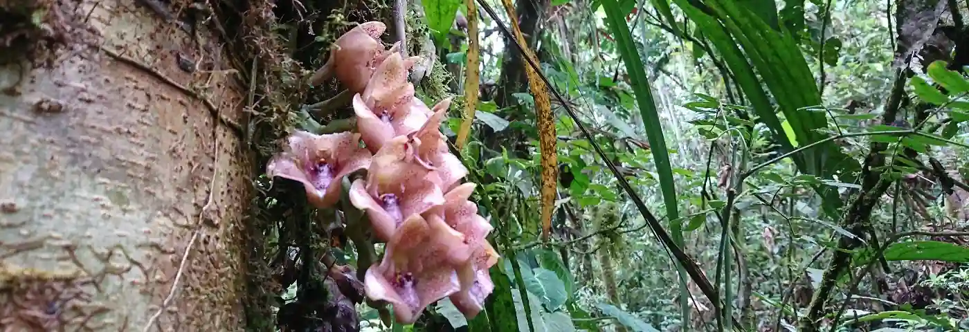 Orchideen im ecuadorianischen Regenwald