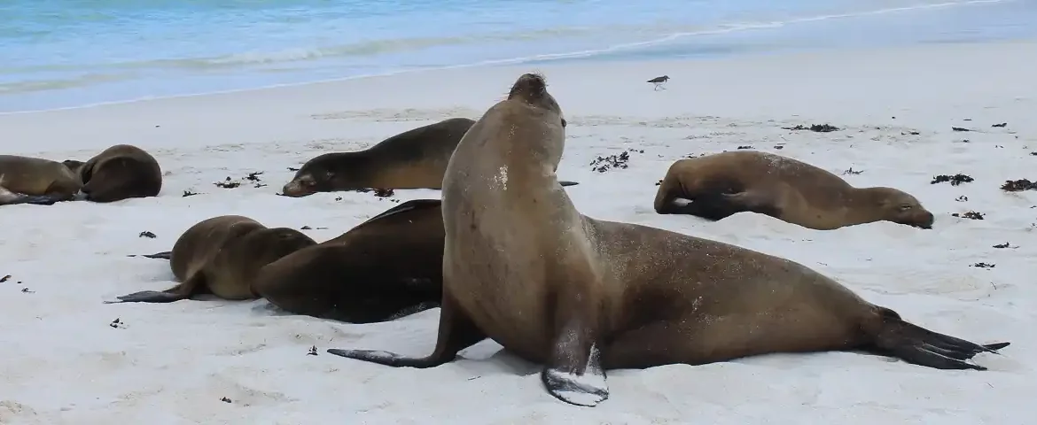 Seelöwen an der Gardner Bay auf Galapagos