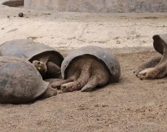 Galapagos Schildkröten