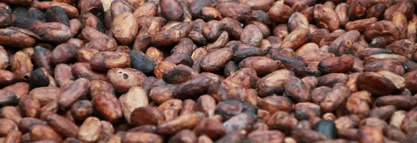 Kakaobohnen in Ecuador