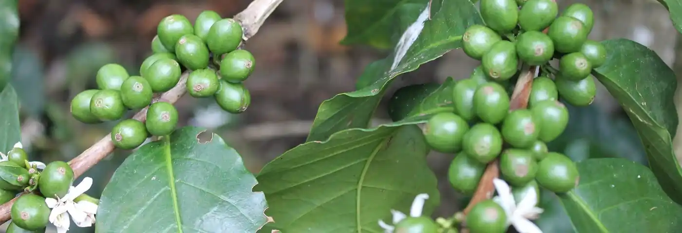 Kaffeepflanze in Südamerika