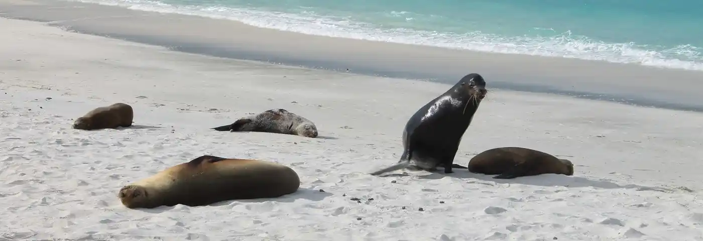 Seelöwen am Strand von Galapagos