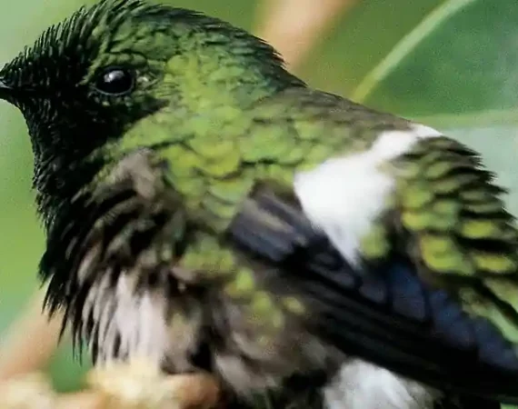 Kolibri im peruanischen Regenwald