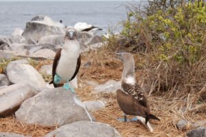 Blaufußtölpel, Galapagos, Ecuador