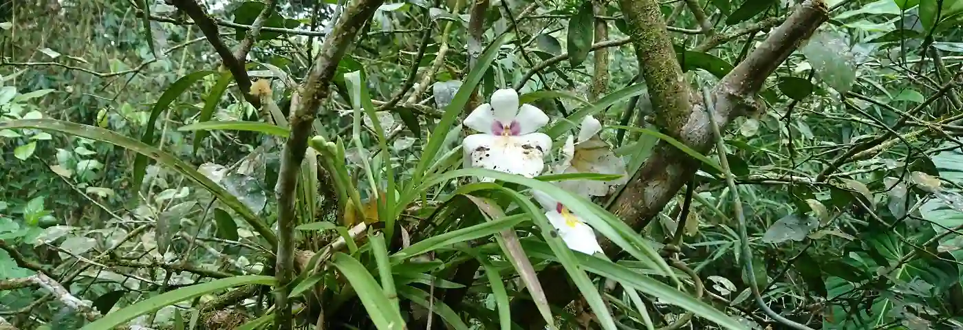 Orchidee im Regenwald