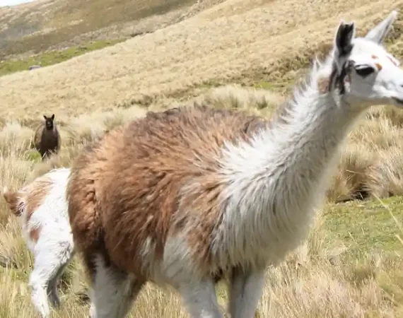 Lamas im Paramo von Ecuador