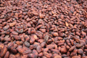 Kakaobohnen im Nebelwald in Mindo