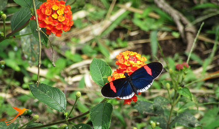 Schmetterlinge in Mindo