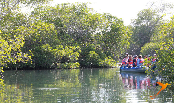 Mangroven Elizabeth Bay Ecuador Galapagos-Inseln