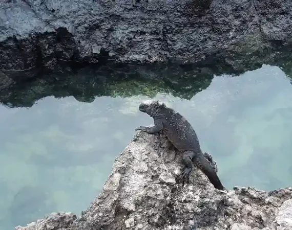 Tintoreras auf Galapagos