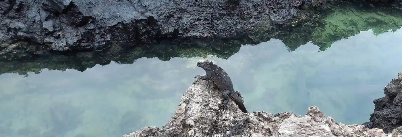 Tintoreras auf Galapagos