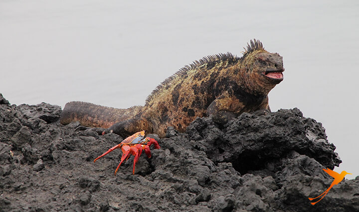 Echse auf den Galapagos-Inseln