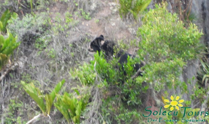 Brillenbären in Ecuador