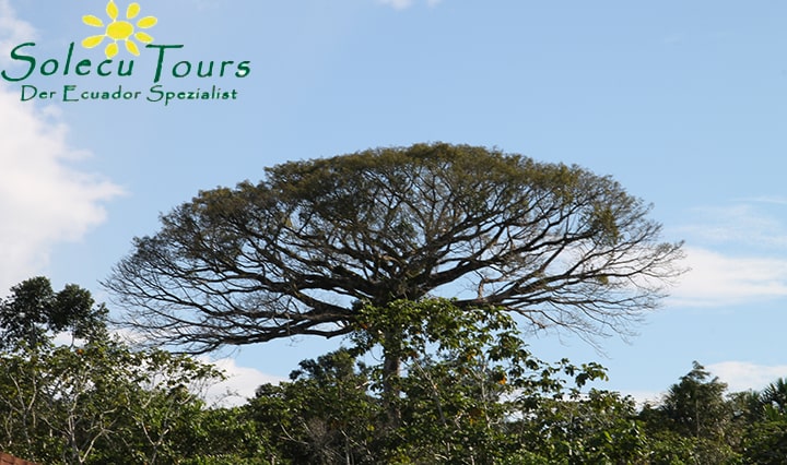 Baum im Yasuni Nationalpark