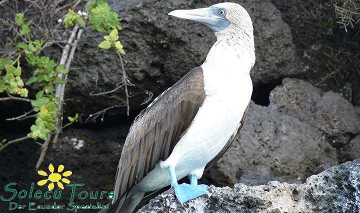 Blaufußtölpel auf Galapagos, geschützt vom Charles Darwin Forschungszentrum