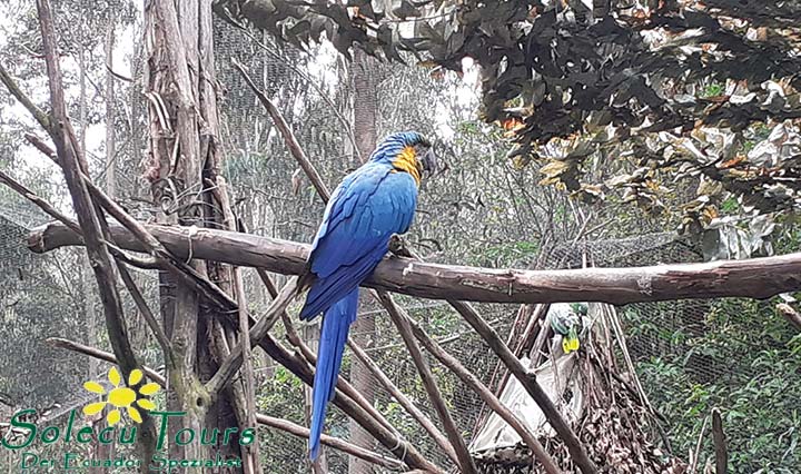 Papagei im Amaru Tierpark in Ecuador