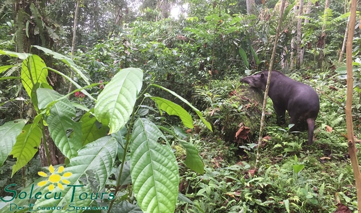 Tapir auf Futtersuche im Amazonasgebiet Ecuadors
