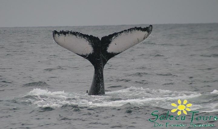 Walflosse beim Whale Watching in Ecaudor