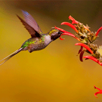 colibri-cora