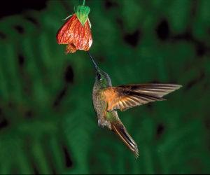 Kolibri-ecuador