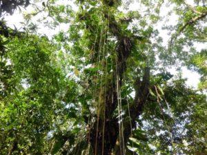 Eindrücke aus dem Parque Amazónico La Isla