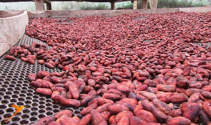 Mindo Kakao - Ecuador Themenrundreisen