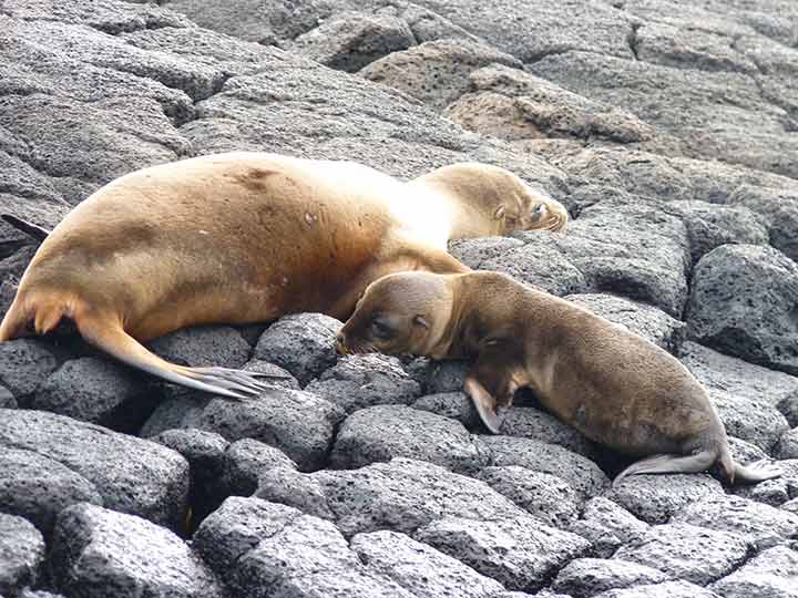 Seehund mit Baby auf Floreana, Galapagos