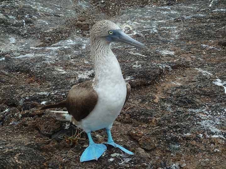 Blaufußtölpel Galapagos