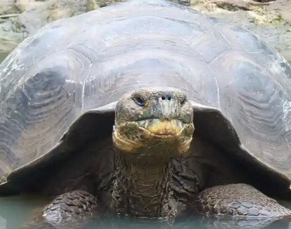 Riesenschildkröte auf Galapagos