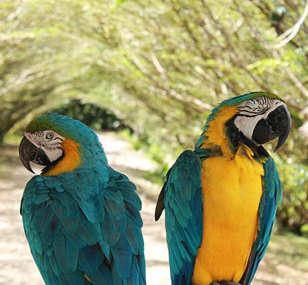 Bunte Papageien im Ecuador Cuyabeno Regenwald