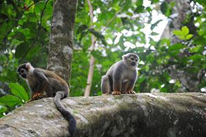 Affen in Kolumbien im Regenwald