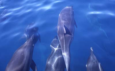 Delfine bei Kreuzfahrt mit der Galapagos Yacht Nautilus