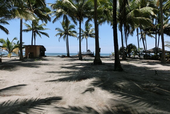Palmen am Strand von Portete