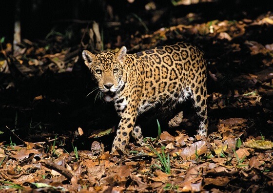 Jaguar im peruanischen Regenwald