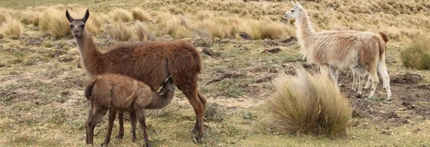 Lamas im Paramo von Ecuador