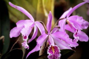 Orchideen im Nationalpark Rio Abesio, Peru