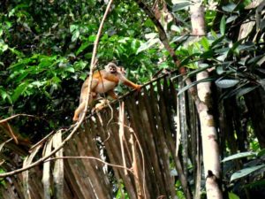 Tierwelt im Regenwald Ecuador`s