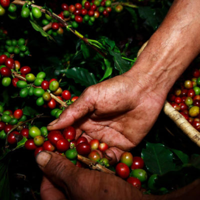 Kaffeekirschen in Kolumbien