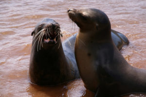 Seelöwen auf Galapagos