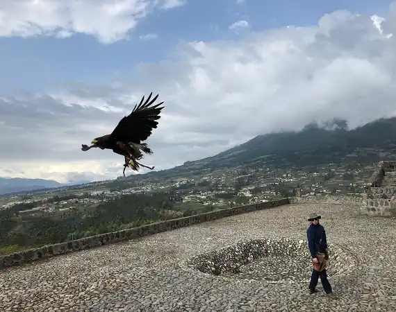 Kondor im Parque Condor
