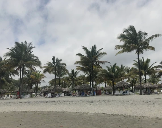 Palmen auf der Insel Portete