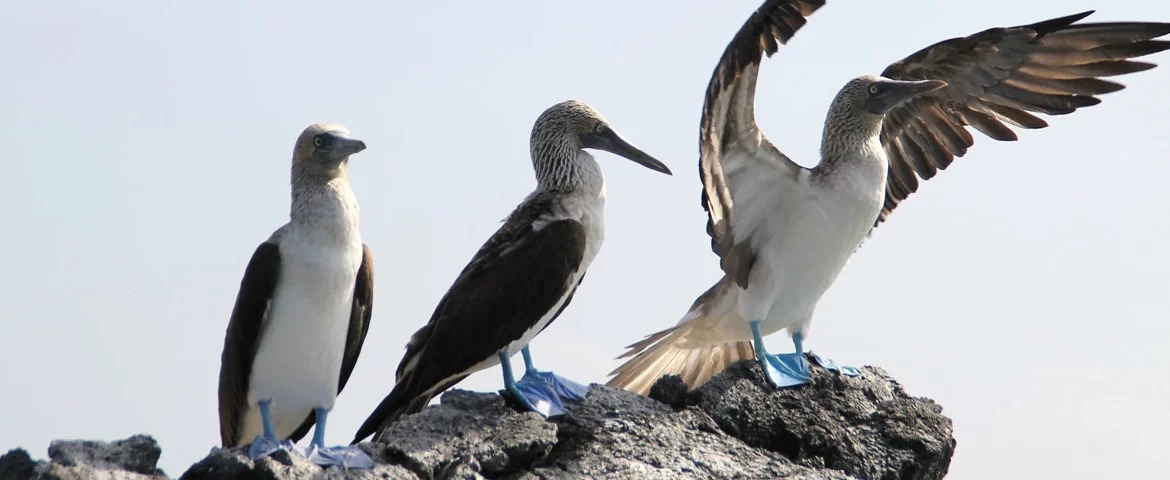 Blaufußtoelpel auf der Galapagos-Insel